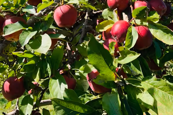 Philip Orchards