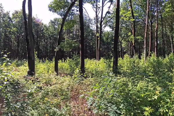 Rheinstrom Hill Audubon Sanctuary and Center