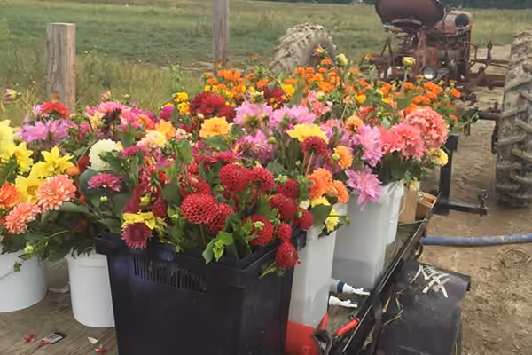 Tiny Hearts Farm