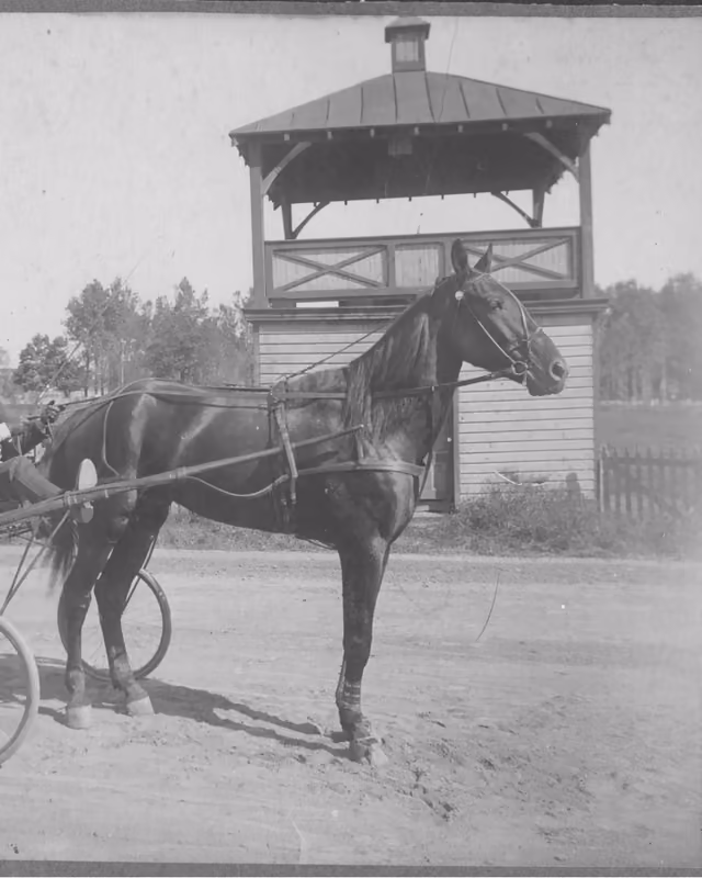 Pop Geers in his sulky behind a harness horse at the track